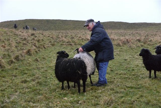 Galloway-Rinder und Heidschnucken auf Helgoland.