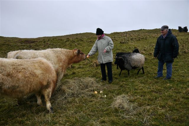 Galloway-Rinder und Heidschnucken auf Helgoland.