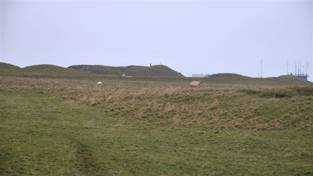 Galloway-Rinder und Heidschnucken auf Helgoland.