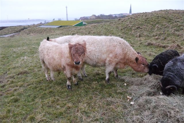 Galloway-Rinder und Heidschnucken auf Helgoland.