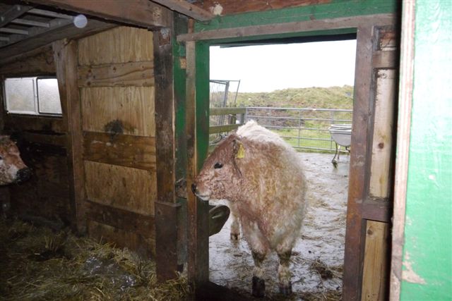 Galloway-Rinder und Heidschnucken auf Helgoland.