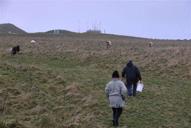 Galloway-Rinder und Heidschnucken auf Helgoland.