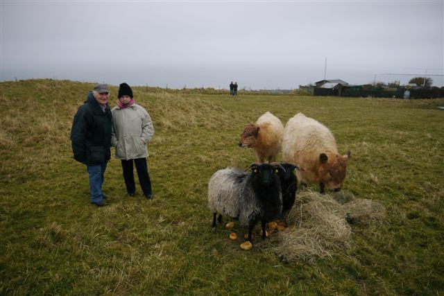 Galloway-Rinder und Heidschnucken auf Helgoland.