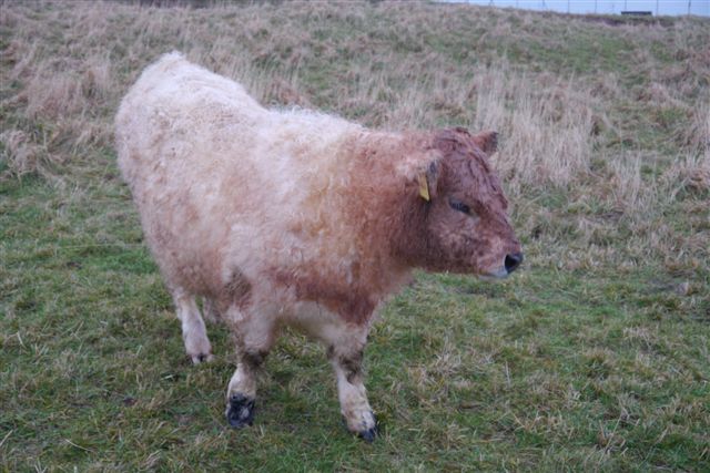 Galloway-Rinder und Heidschnucken auf Helgoland.