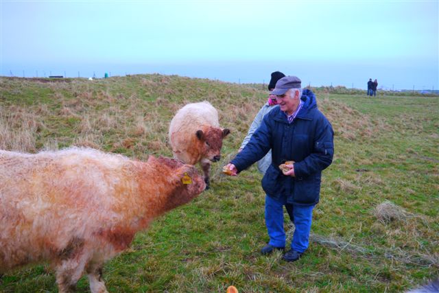 Galloway-Rinder und Heidschnucken auf Helgoland.