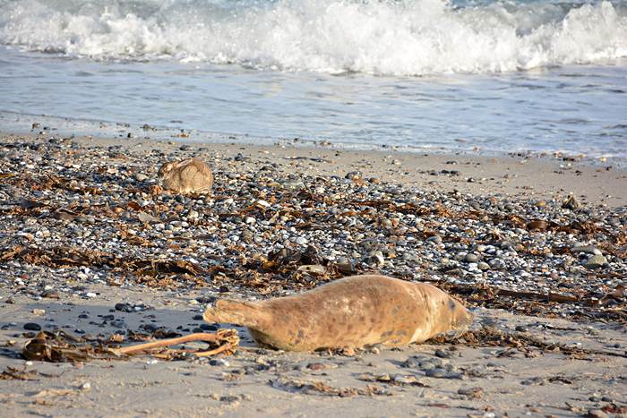 Ein an Myxomatose erkranktes Kaninchen am Nordstrand er Düne.
