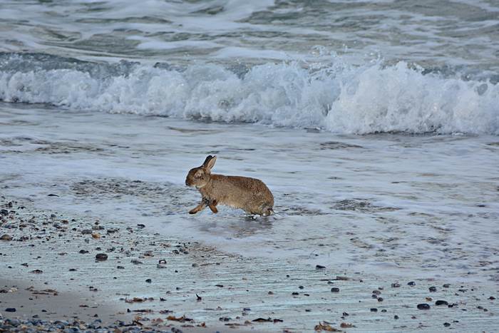 Ein an Myxomatose erkranktes Kaninchen am Nordstrand er Düne.