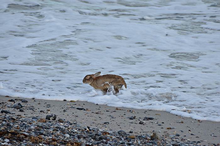 Ein an Myxomatose erkranktes Kaninchen am Nordstrand er Düne.