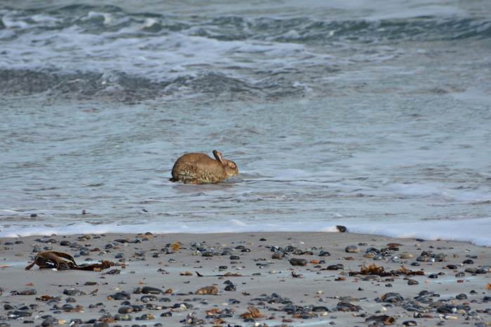 Ein an Myxomatose erkranktes Kaninchen am Nordstrand er Düne.