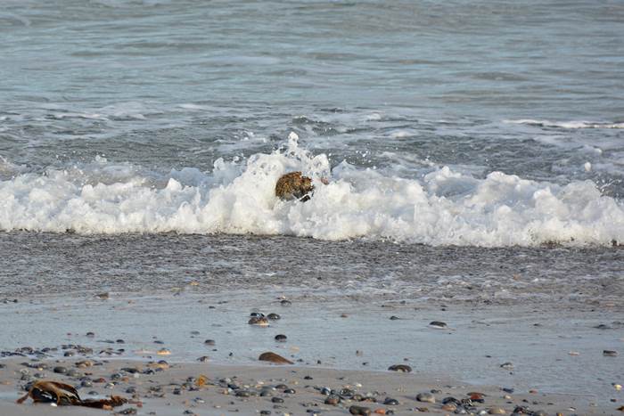 Ein an Myxomatose erkranktes Kaninchen am Nordstrand er Düne.