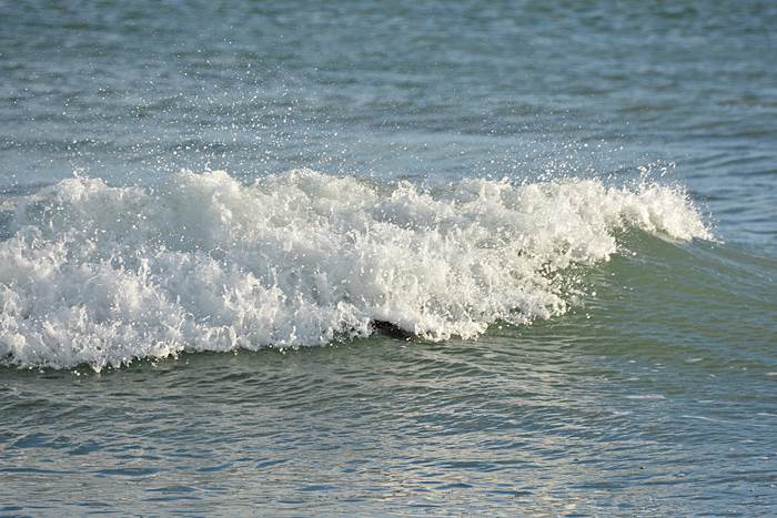 Ein an Myxomatose erkranktes Kaninchen am Nordstrand er Düne.