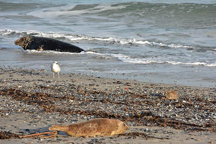 Ein an Myxomatose erkranktes Kaninchen am Nordstrand er Düne.