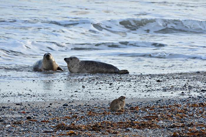 Ein an Myxomatose erkranktes Kaninchen am Nordstrand er Düne.