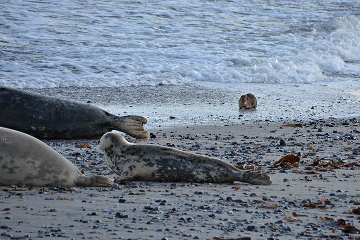 Ein an Myxomatose erkranktes Kaninchen am Nordstrand er Düne.