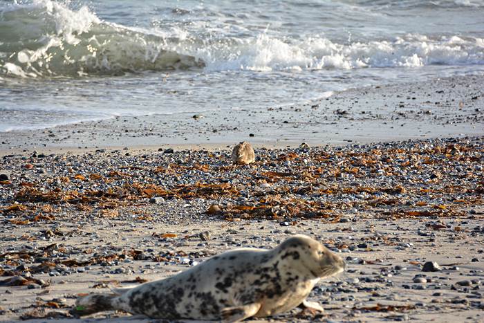 Ein an Myxomatose erkranktes Kaninchen am Nordstrand er Düne.