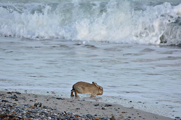 Ein an Myxomatose erkranktes Kaninchen am Nordstrand er Düne.