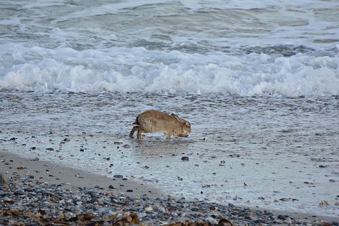 Ein an Myxomatose erkranktes Kaninchen am Nordstrand er Düne.
