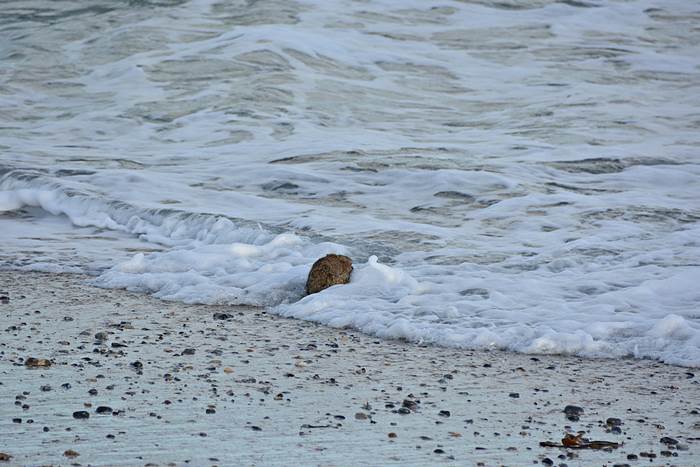 Ein an Myxomatose erkranktes Kaninchen am Nordstrand er Düne.