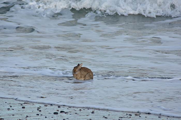 Ein an Myxomatose erkranktes Kaninchen am Nordstrand er Düne.