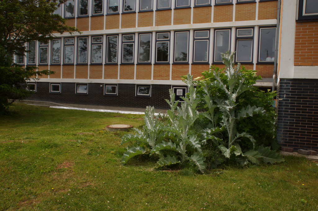 Eine Riesendistel bei der Biologischen Anstalt am Nordosthafen.