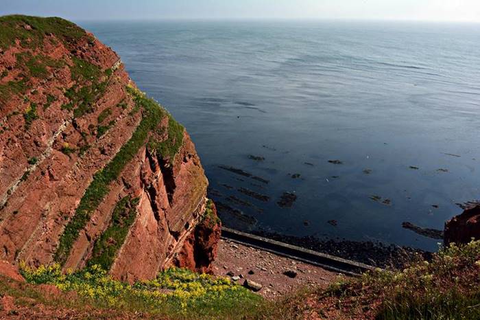 Gelbblühender Klippenkohl auf Helgoland.