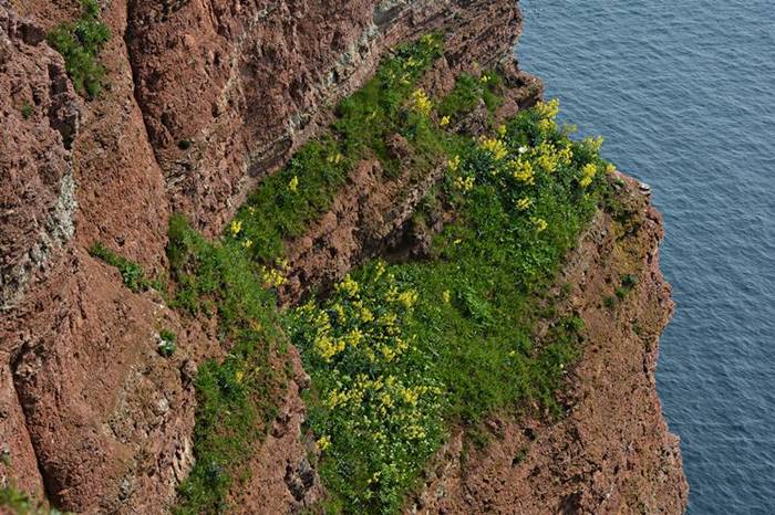 Gelbblühender Klippenkohl auf Helgoland.
