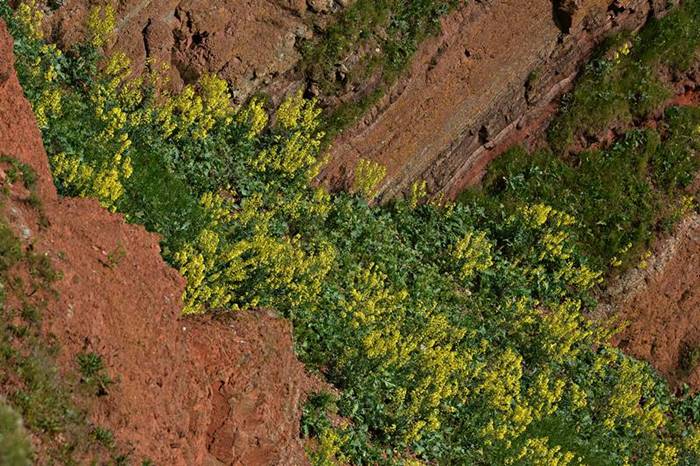 Gelbblühender Klippenkohl auf Helgoland.