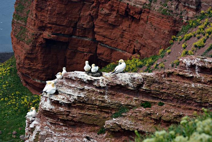 Gelbblühender Klippenkohl auf Helgoland.