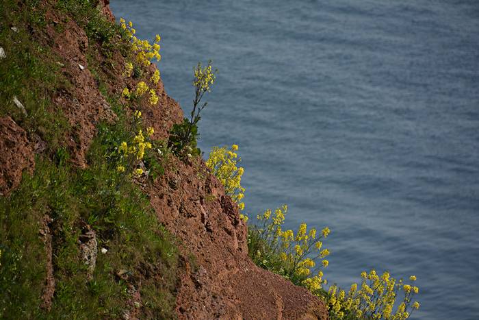Gelbblühender Klippenkohl auf Helgoland.