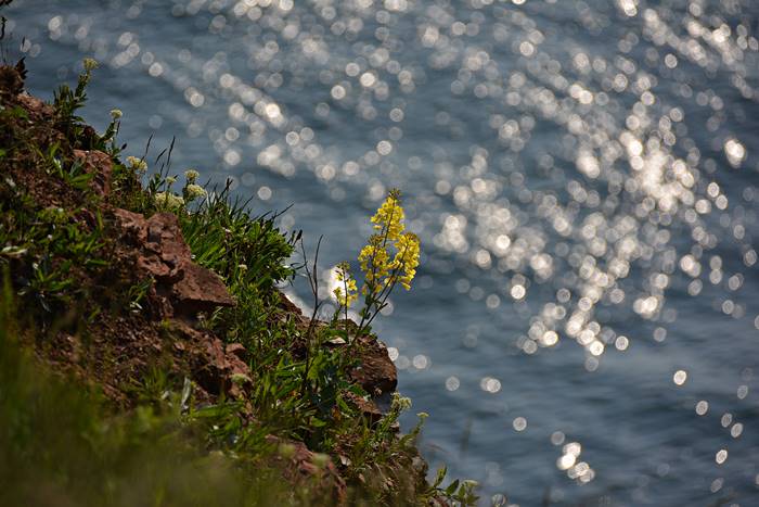 Gelbblühender Klippenkohl auf Helgoland.