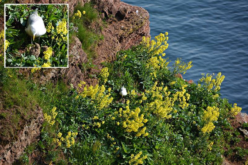 Gelbblühender Klippenkohl auf Helgoland.
