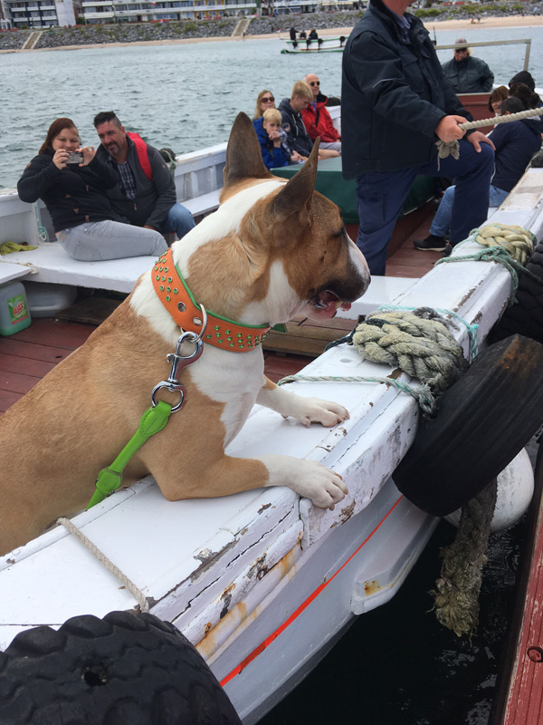 Ein Hund in einem Börteboot auf Helgoland.
