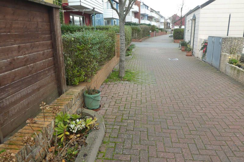 Eine Christrose blüht am 12. Dezember in Helgolands Gartenstraße.
