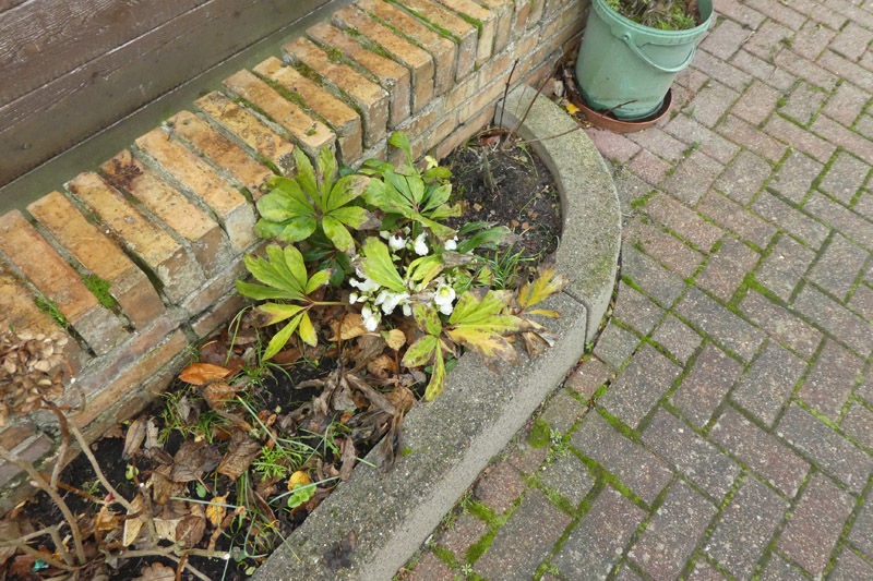 Eine Christrose blüht am 12. Dezember in Helgolands Gartenstraße.