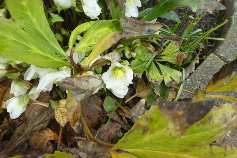 Eine Christrose blüht am 12. Dezember in Helgolands Gartenstraße.