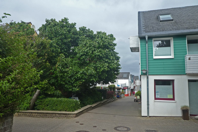 Der Maulbeerbaum auf Helgoland an der Nordost-Ecke Kirchstraße/Otto-Bartning-Straße.