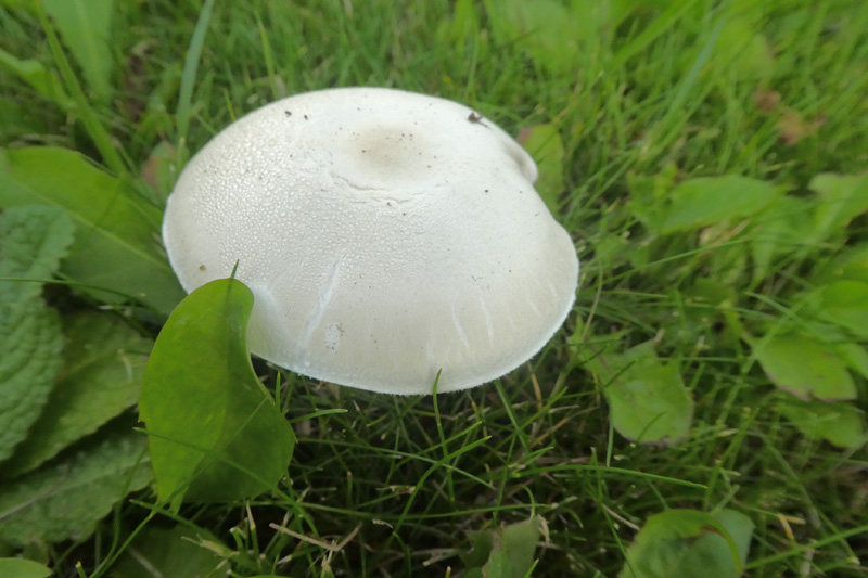 Ein Schafchampignon auf Helgoland.