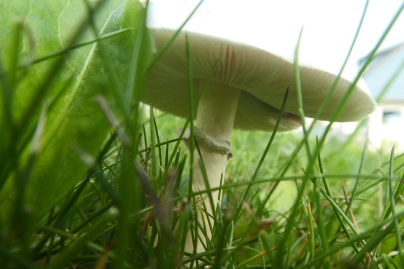 Ein Schafchampignon auf Helgoland.