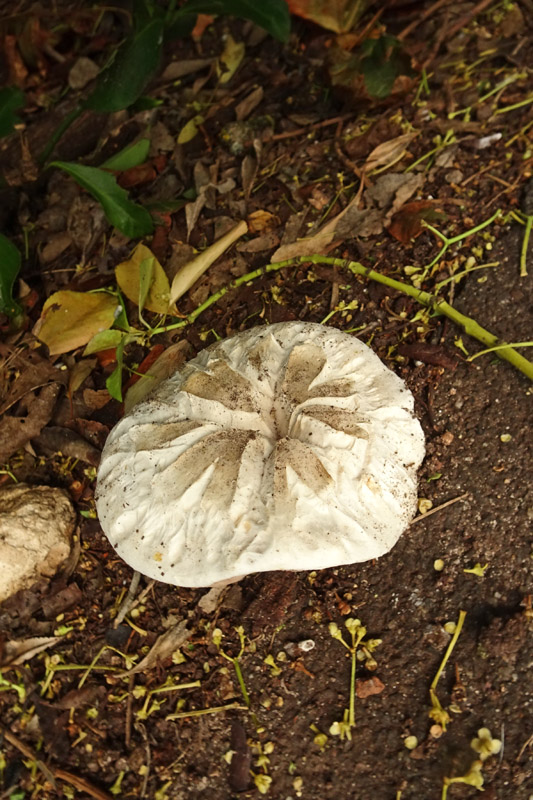 Unbekannter Pilz in einer Rabatte des Siemensplatzes.