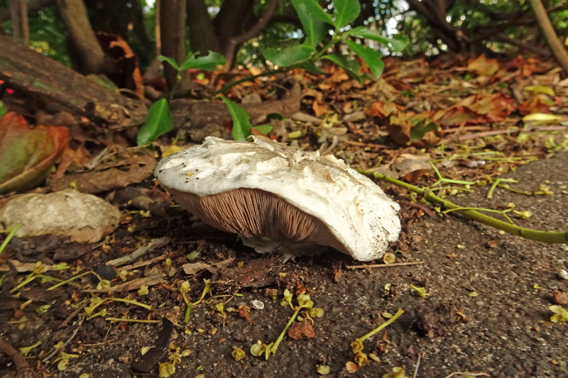 Unbekannter Pilz in einer Rabatte des Siemensplatzes.