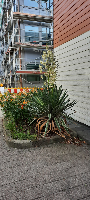Eine Yucca-Palme in Blüte auf Helgoland .