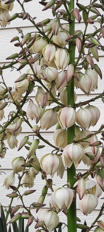 Eine Yucca-Palme in Blüte auf Helgoland .