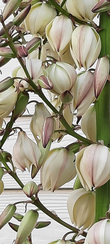 Eine Yucca-Palme in Blüte auf Helgoland .