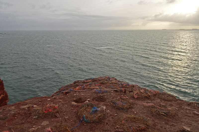 Noch nicht besetzte Basstölpelnester mit hohem Plastikanteil am Lummenfelsen auf Helgoland.