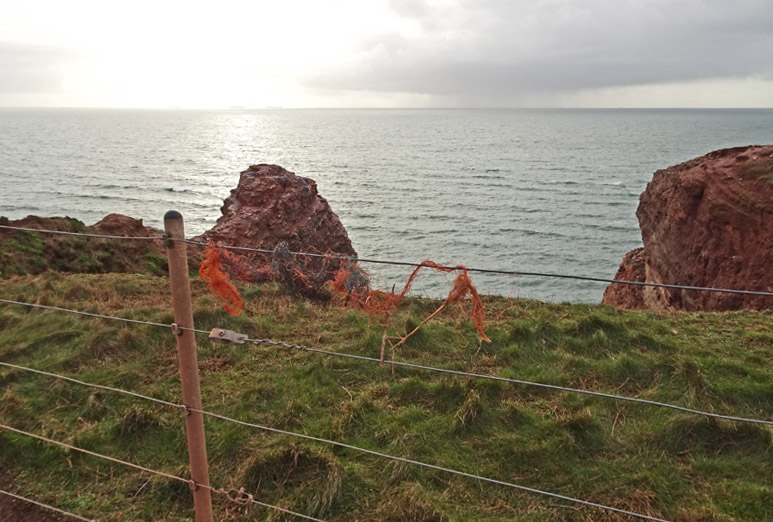 Noch nicht besetzte Basstölpelnester mit hohem Plastikanteil am Lummenfelsen auf Helgoland.