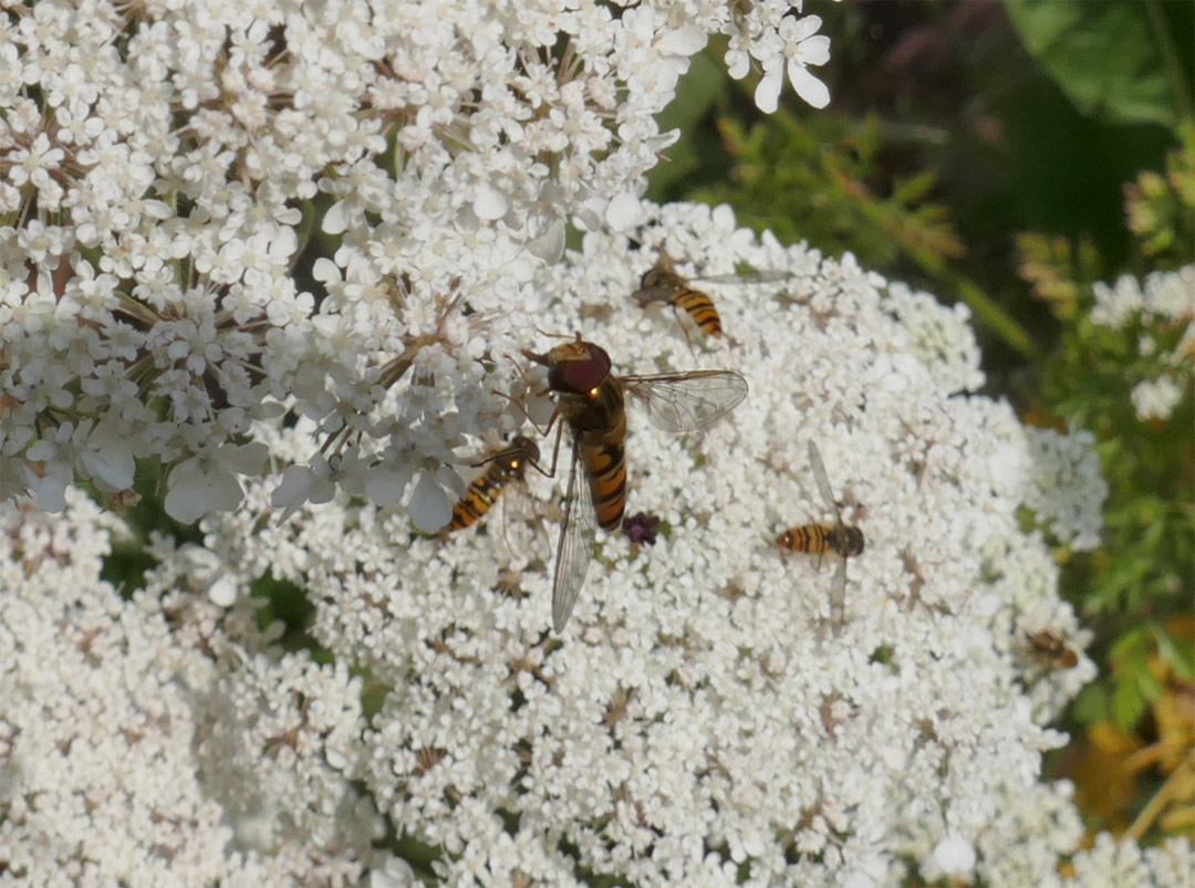 Schwebfliegen auf Helgoland an einer Blütendolde der Wilden Möhre.