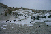 Austernfischer im Schnee