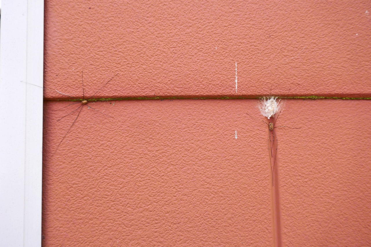 Spinnen und Spinnennest an einer Hauswand auf Helgoland.