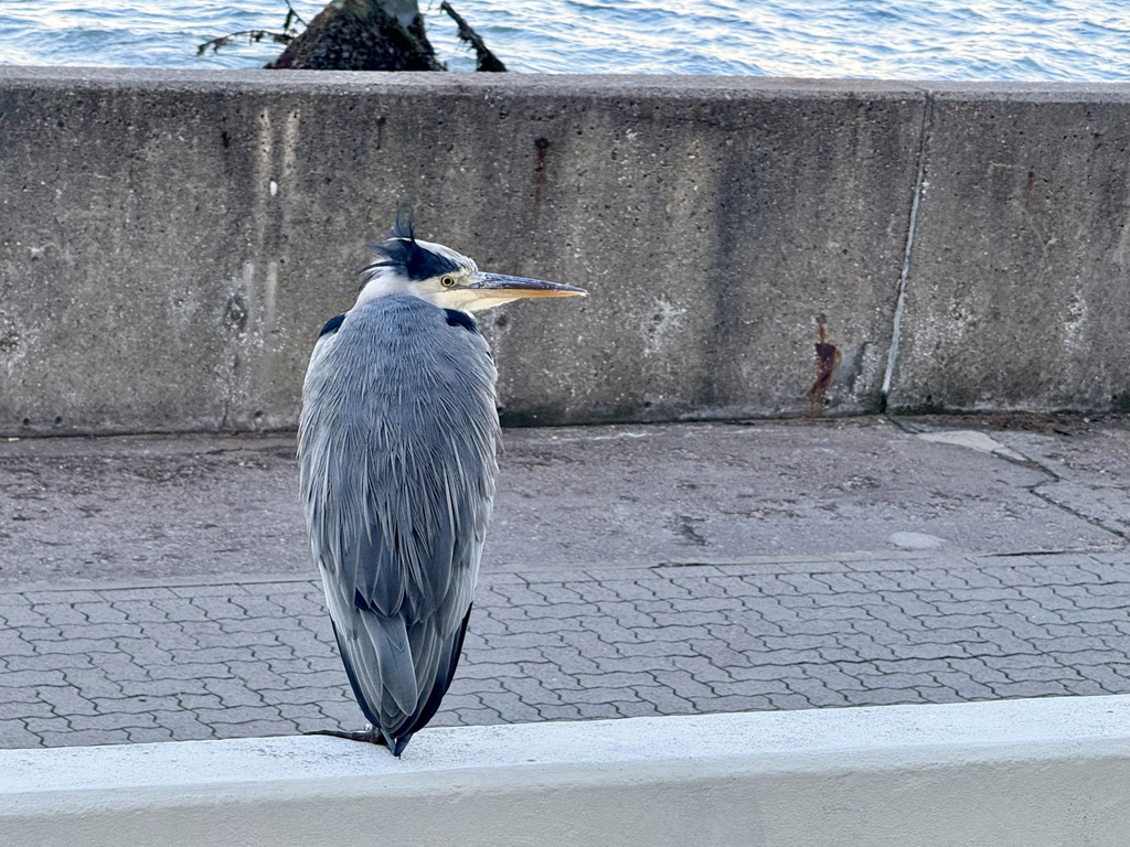 Ein Grauureiher bei Haus C der Bio am Südhafen auf Helgoland.