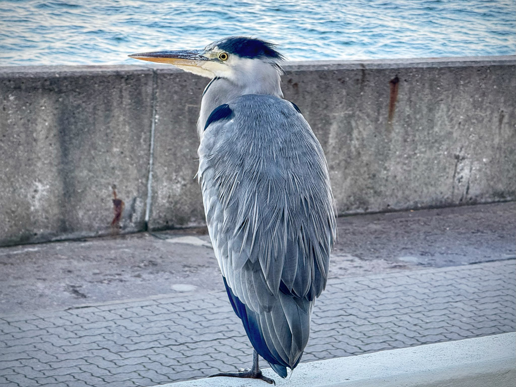 Ein Grauureiher bei Haus C der Bio am Südhafen auf Helgoland.